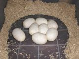 CIMG3142.jpg image by ActionReptiles